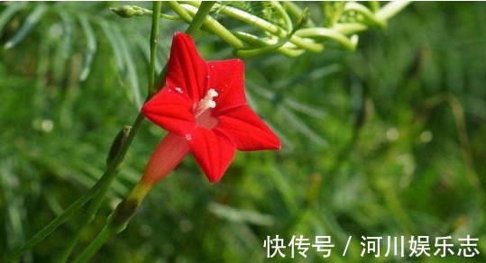 鲜红|喜欢菊花，不如养盆“埃及众星”，花朵五角星，鲜红欲滴