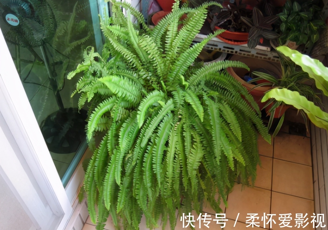 花友们|给卧室挑选盆栽,得兼顾安神的作用,聪明人早入手养这3样了