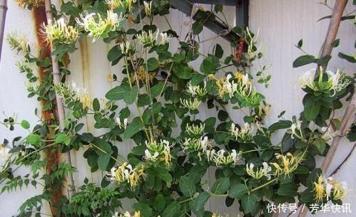 插枝|这花插枝即活,一年爬满阳台,花可泡茶喝,清火明目