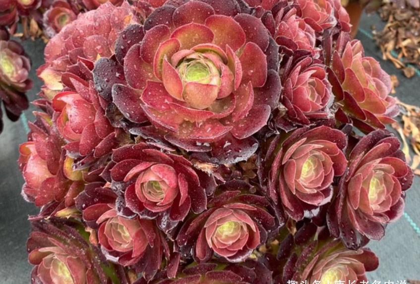 酒红色|多肉荷兰玫瑰法师和韶秀法师都能长成玫瑰状,你喜欢哪个品种呢?