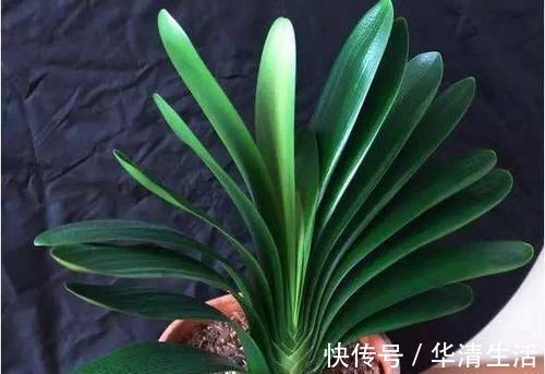 君子兰喜欢1种肥,盆土里挖洞埋一点,叶子比花美!