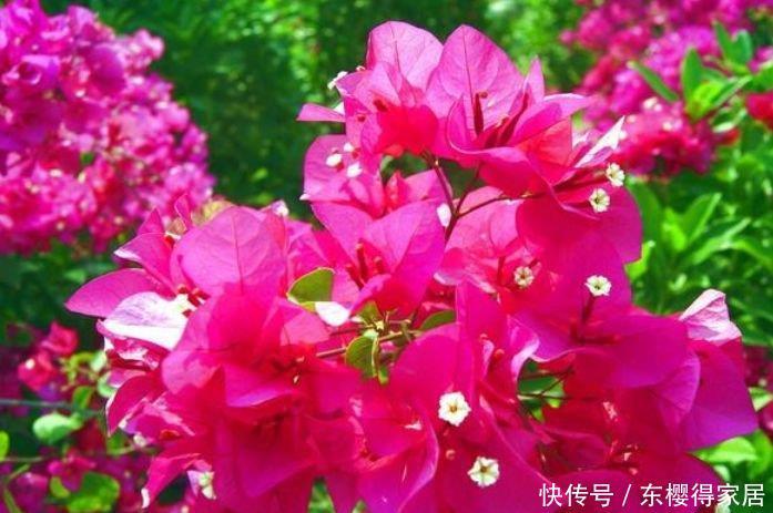 阳台养花就选“4种”，个个好养、开爆盆，花色艳丽灿烂无双