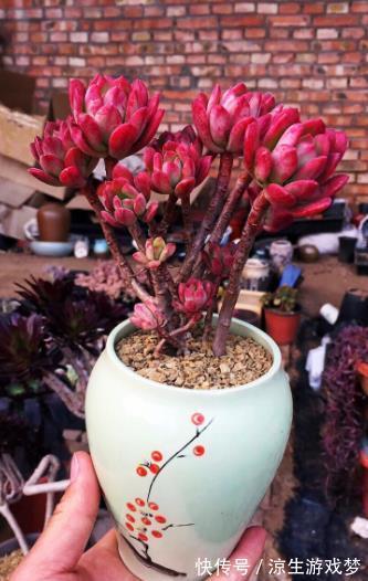 秋天养盆多肉红稚莲，叶片红似火，养成小老桩，美极了