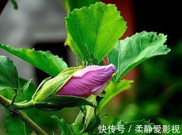 鸡肉花|乡下房屋后常见的鸡肉花,被称为妇女之友,女人常吃有好处