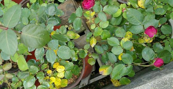 病菌|养花必备的杀菌剂,到底怎么用?多菌灵只是“初级”,黄叶不管用