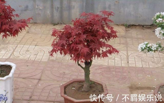 养护|养花大神都会的一个“细节”，盆景养护，摘叶很重要，你会吗