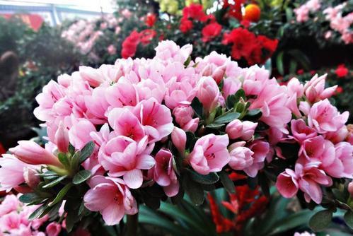 养杜鹃花,掌握几个要点,花大色艳,叶片翠绿,花开满枝头