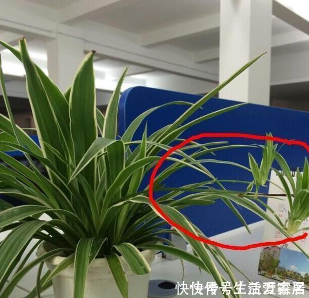 金边吊兰这样养,不用买就能种,叶子大颜色漂亮,一年长爆盆!