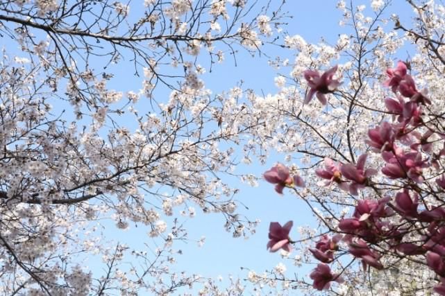 赏花正当时 请来邹平赴一场樱花盛宴