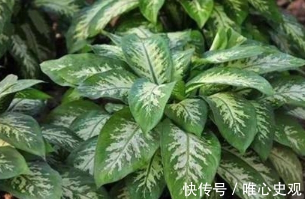 虎刺梅虎刺梅|“4种花”别在家养 ,?枝叶都有毒,尤其第3种,再漂亮也别养!