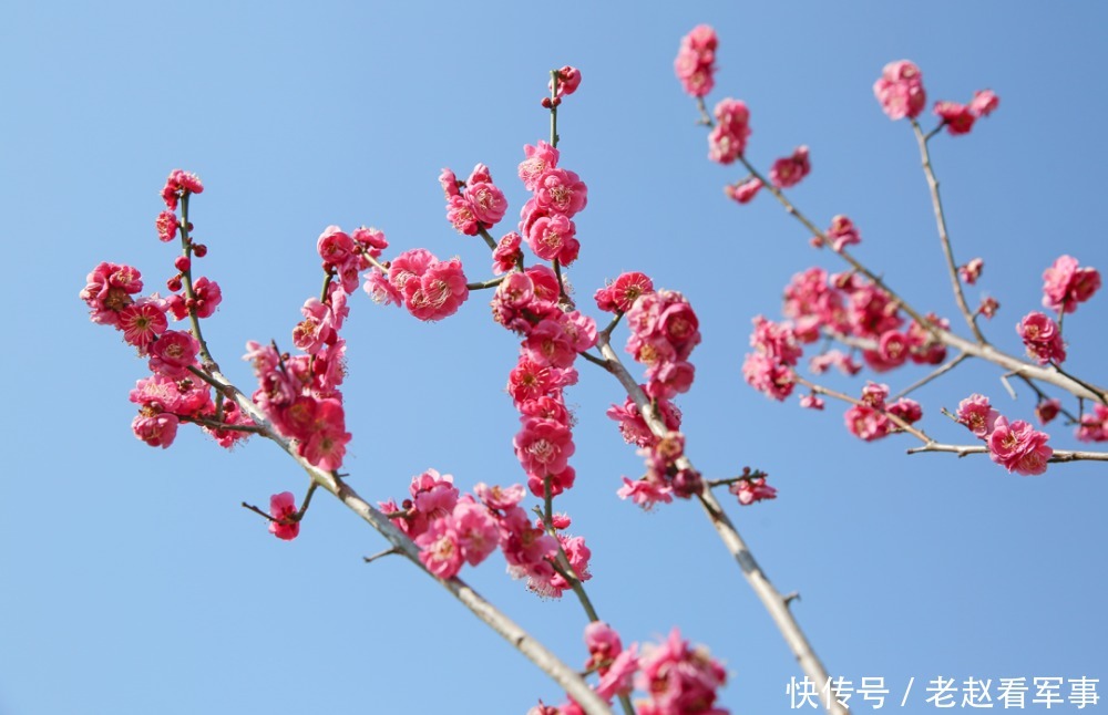 赏景啦！新年添喜色，西昌湿地公园梅花绽放