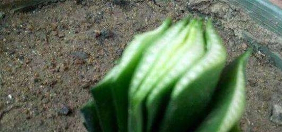 慌张|3岁孩子拿起菜刀冲向阳台，妈妈慌张跟踪一瞧，顿时满脸无奈