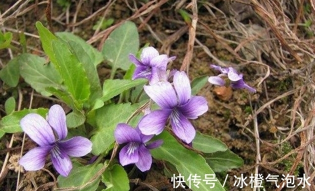 美味佳肴|农村这种野草，是一种很好的药用植物，你知道它的功能吗？