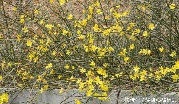 回家|路边随处可见的迎春花,带回家养成盆景,邻居都很羡慕!