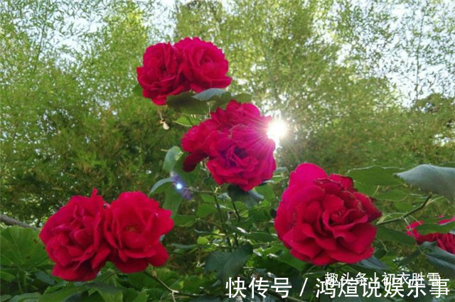 蔷薇$蔷薇唯美诗词5首,蝶交飞,戏蔷薇,治愈你的伤春