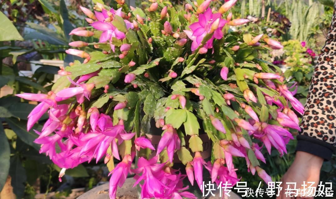 蟹爪兰二次开花小技巧,好多人都不知道,原来只要简单3步就可以