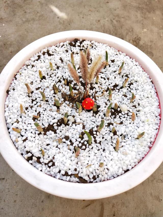 丢一把种子到水里,7天冒出小森林,越热越长个!绿植盆栽不用买