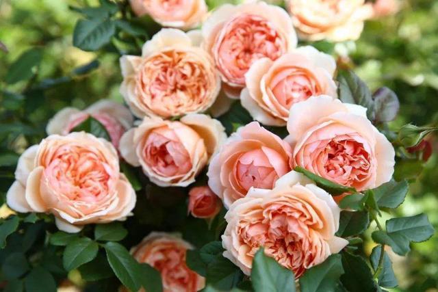 “羽毛”也能开花这花真神气,1个枝条花苞多,花香浓郁