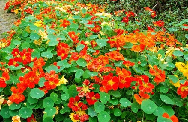 家养“此花”,比爬墙虎能爬,比绿萝好看,花开红艳,一开大半年