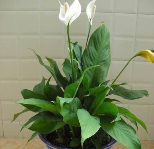 这5种植物放卫生间再好不过了，除湿去异味，好养活！