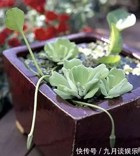 不花钱在阳台、露台上打造一个迷你池塘，好看到爆！