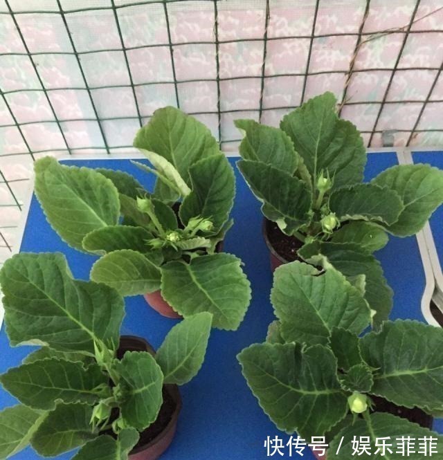 长寿花|悄悄告诉你，此5种花，掐个叶就生根，懒人都能养开花！