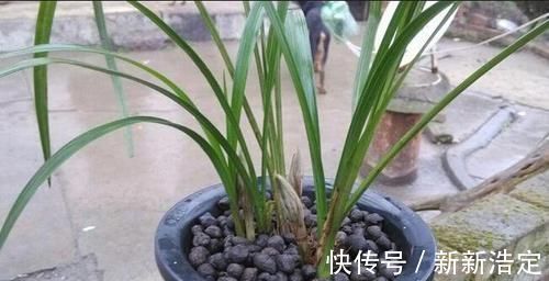 兰花盆里，放几粒“它”，比啥肥都好使，猛窜新芽，越长越旺
