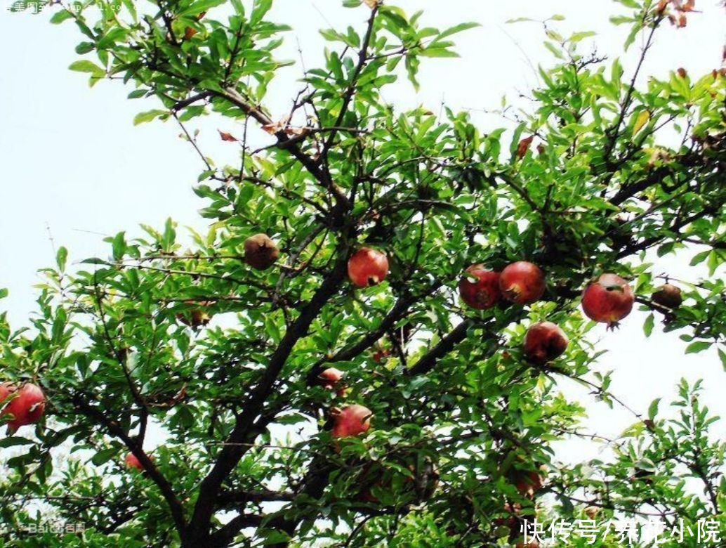 家中有院子，就栽6种吉祥树，寓意好，观赏性强