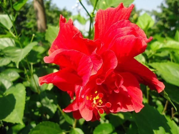 木槿花|此花和木槿花很像,所代表的是新鲜的情感,和一种清新的美