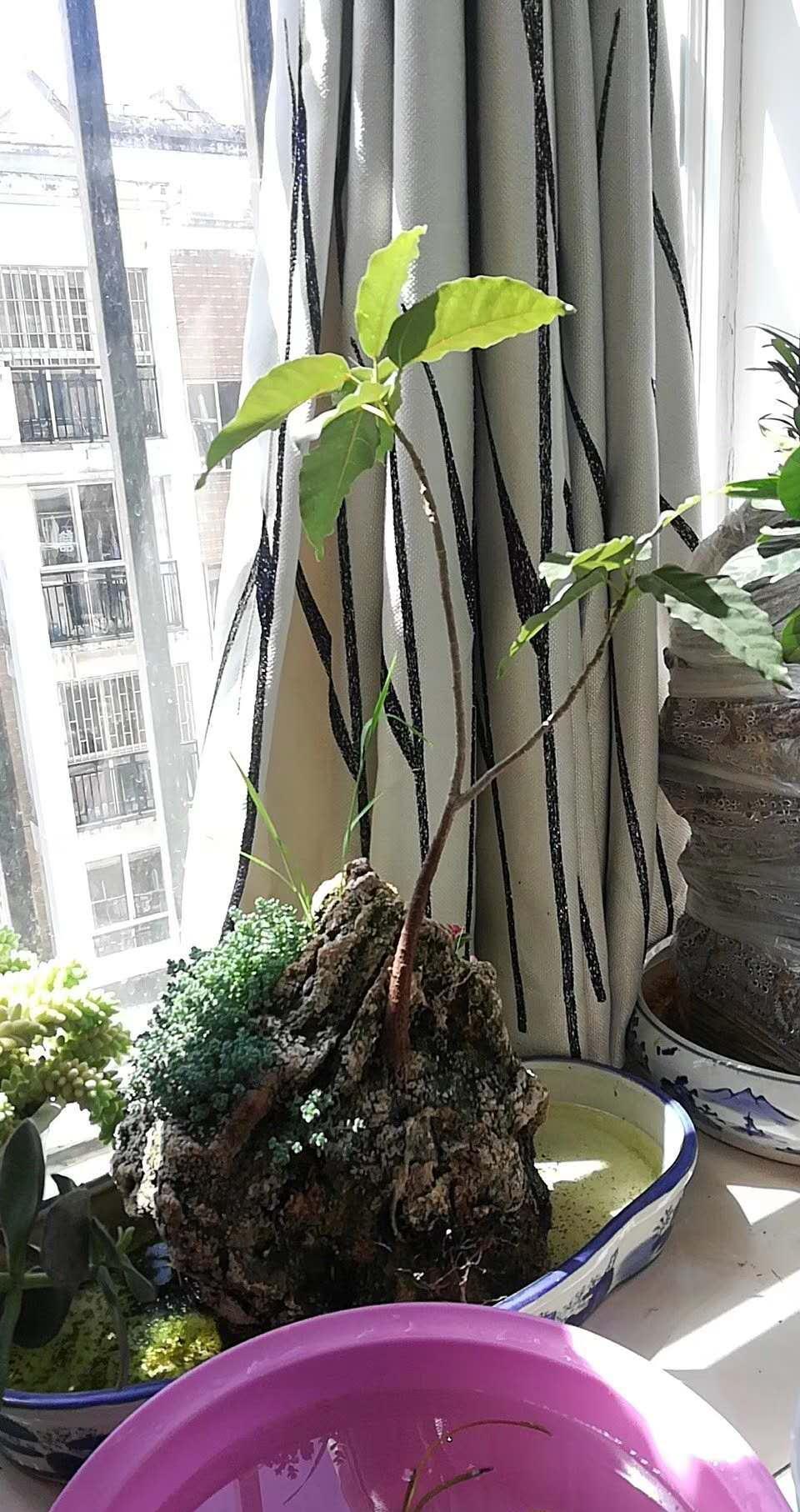 养花懒,出远门,没人浇水怎么办,妙招学起来