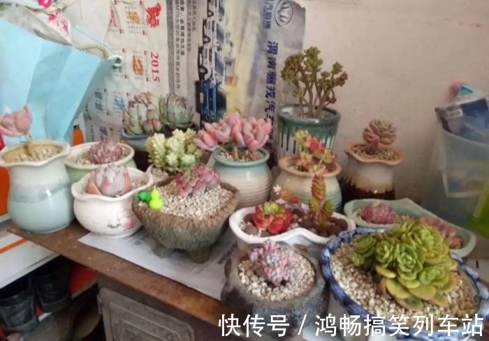 浇水|家里有此7种花,少浇水不能晒,天热要休眠早看早知道