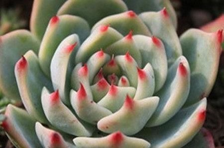 此款多肉，好养又耐旱，30天不浇水，反而胖成肉墩子