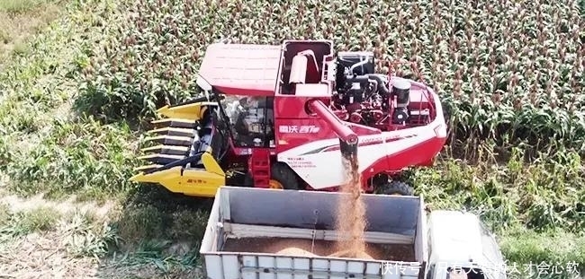 高粱,不仅仅能酿酒,还能做成高粱米高粱醋和高粱饴等