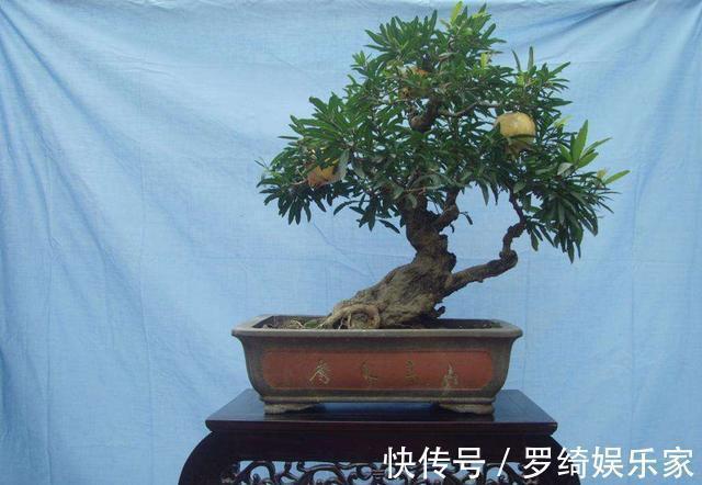 盆景|石榴盆景外形美,根系却无法附在石头上,巧用塑料瓶就解决