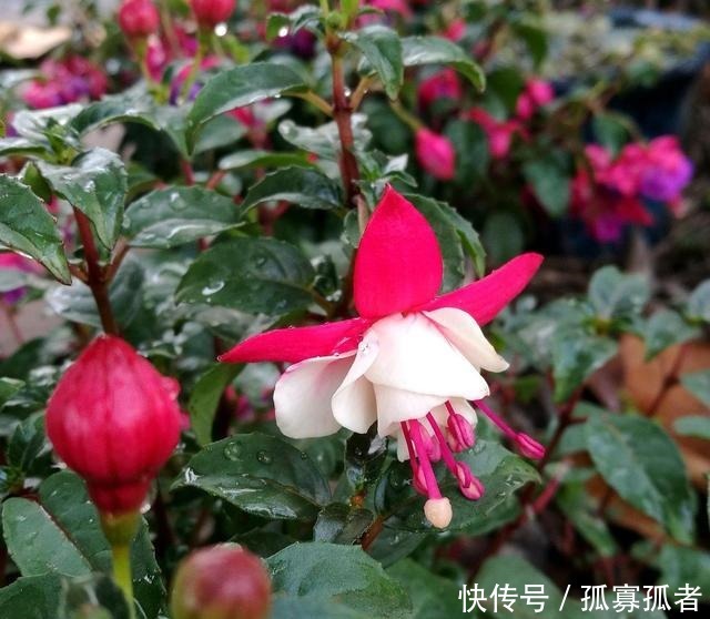 3种花好看“颜值”高,但是能养好的花友不多!