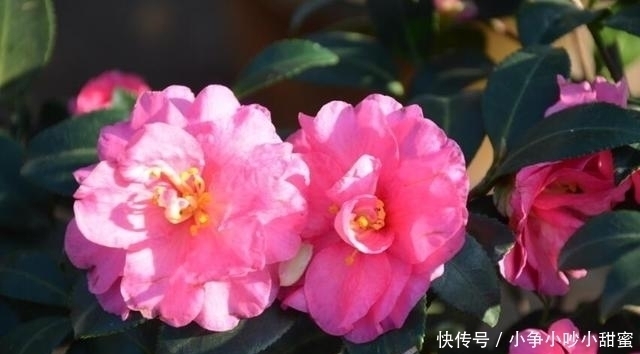 种植|最适合庭院、屋顶绿化种植的植物，各月开花顺序整理，不收藏吗？