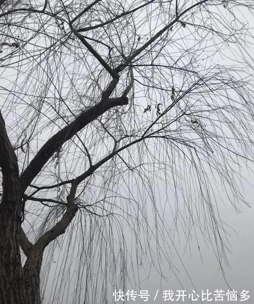 春雪&冬柳诗三首，零落衰条含蕴春意，白雪却嫌春色晚，故穿庭树作飞花