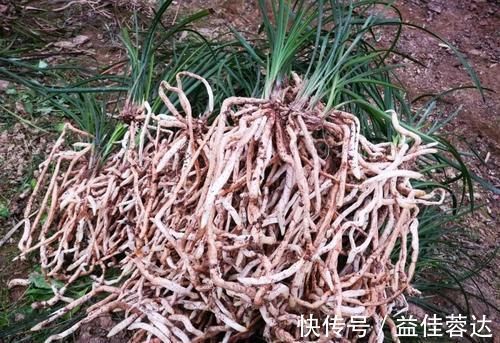 兰花|兰花快速生根有诀窍吗？兰友：照这4步操作，30天内就长新根