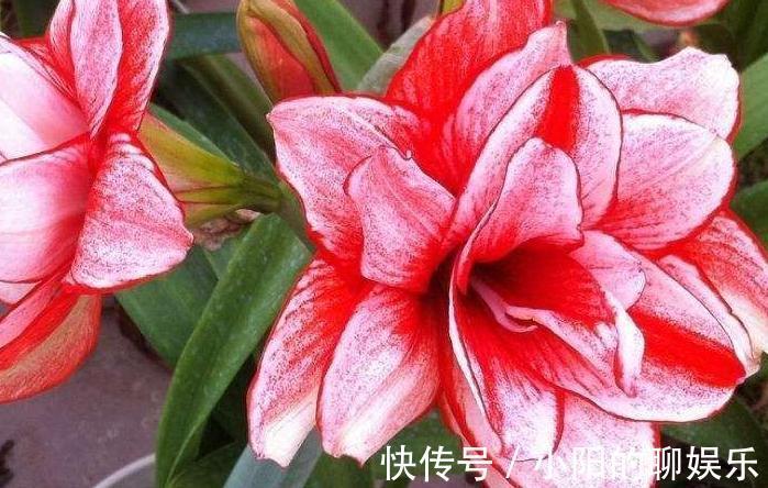 想要根肥株壮,花大色艳,远离病虫害,盆里用3种肥,效果好