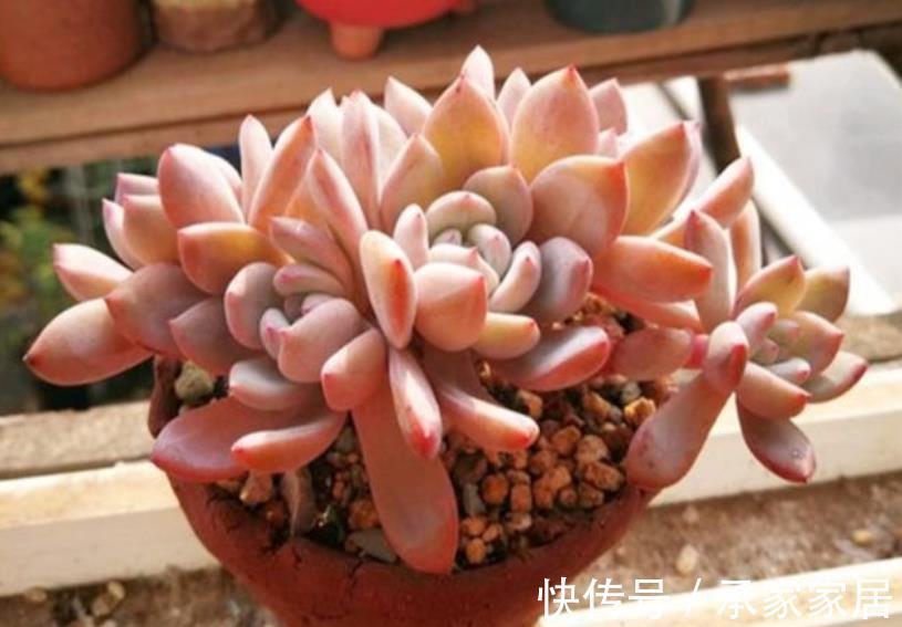 修剪|入秋后，换盆少做1件事，换了也白换，花花一年不长个