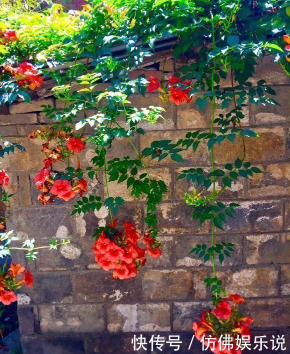 有庭院、露台养4种花,1年长成“遮阴棚”,好看又实用