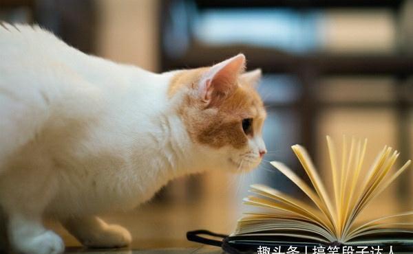 |8个让你笑到肚子疼的段子奉上!