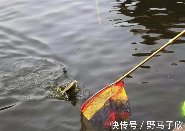 钓位|新手为何经常钓不到鱼我以个人观点为你解惑