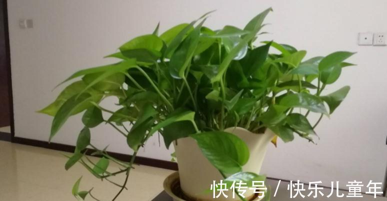 知道什么情况该换土,如何换土,才是养花人该具备的基本素质