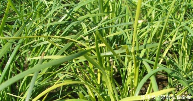 同一种野生植物，在美国是“灾星”，在我国是宝贝疙瘩，不够吃