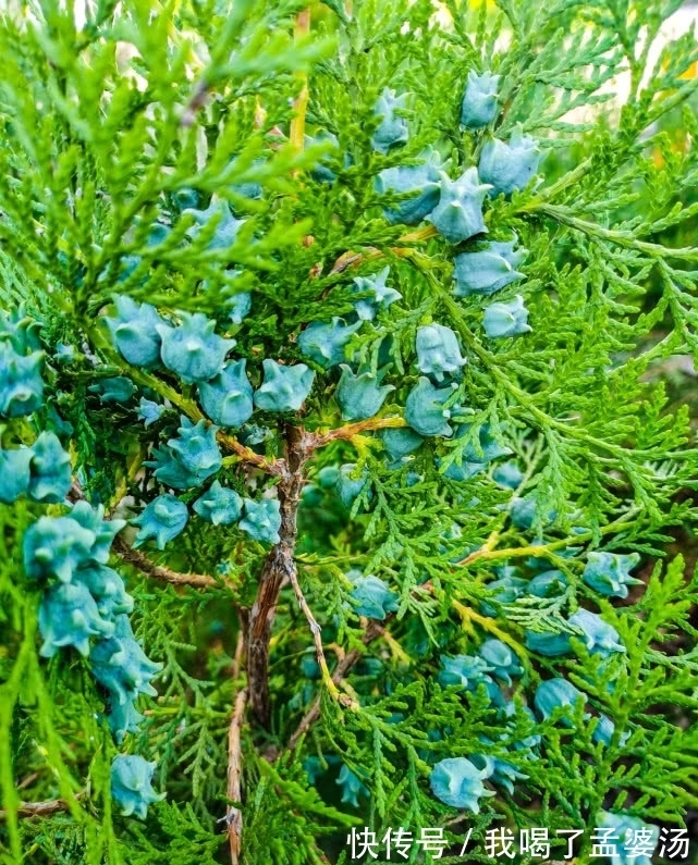 旅行识花，它开花像花又似果，墓地陵园最多却少有人见过它