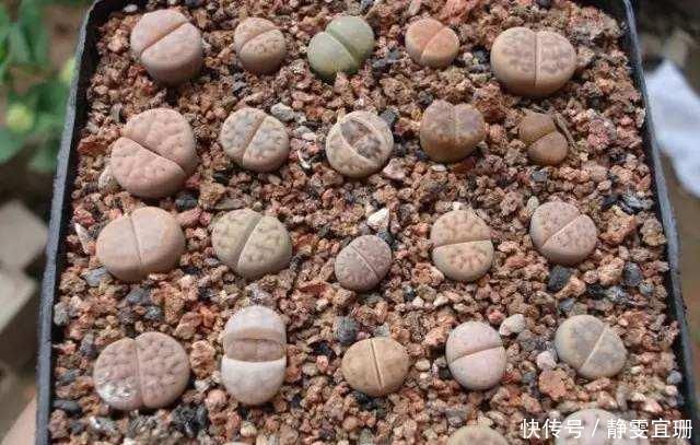 煤渣还能养花每个花盆埋入一小勺,养什么花都旺,老花农都知道