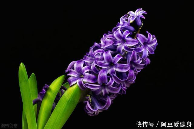 “一次性的”4种花,开完别再浪费时间精力养,不划算