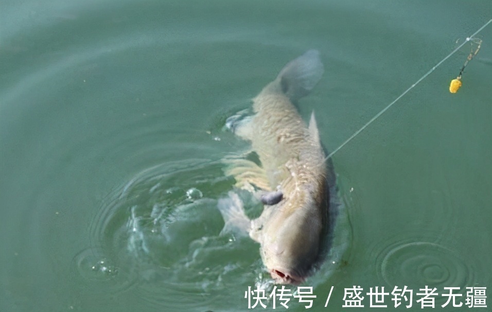草鱼|夏季野钓草鱼,这款饵可以让它疯咬不止,上鱼不断——盛世三渔