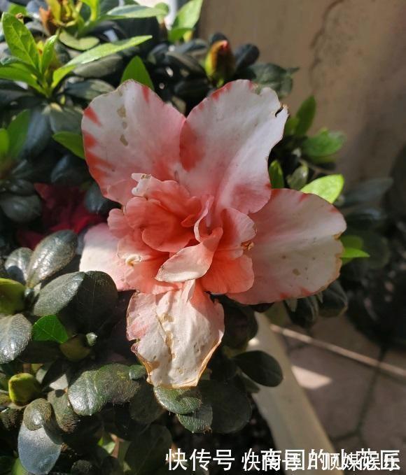 回家|花市的杜鹃开得正艳,买盆回家养,养的时候注意,小心掉叶子